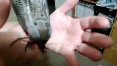 Я чёрная моооль, я летучая мышь