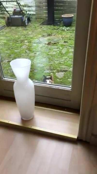 Тайное мировое котоправительство следит за тобой