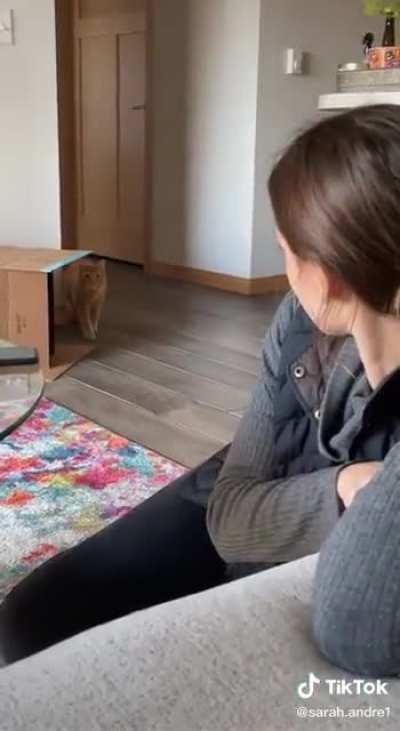 When your cat has been watching Squid Game.....