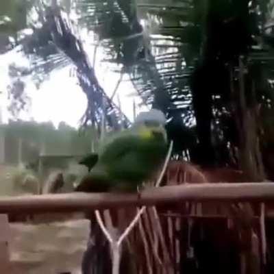 Cansaram dos bem-te-vi?