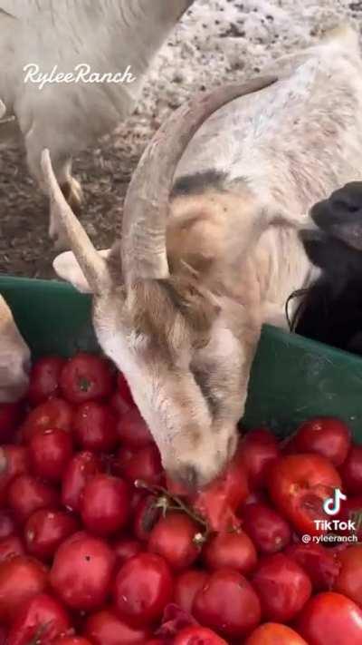 Didn’t know goats LOVE tomatoes :)