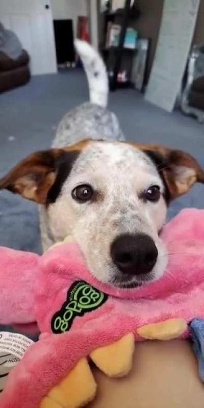 I think someone wants pets.....