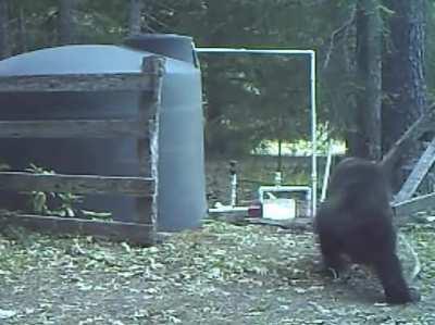 Bear takes one straight to the balls. has to walk it off