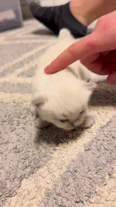 Small pets for a small baby