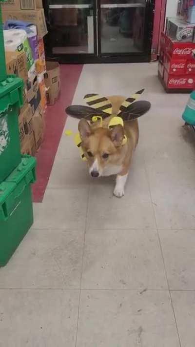 See the Bee... Be the Bee....Corgi-bee.