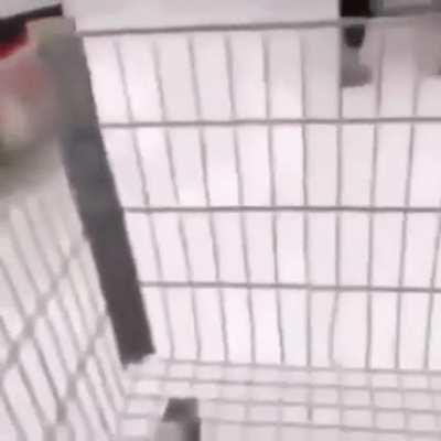 Yullalol - Video #2905