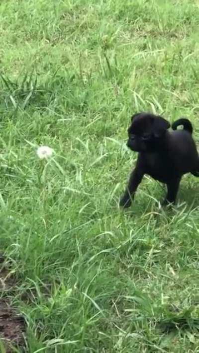 haRMLeSs dAndy mauLEd by viCiOuS aMBuSH PReDatOR