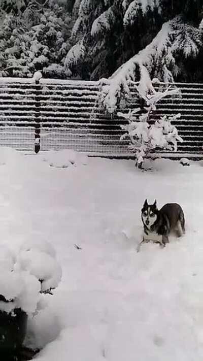 Meet Ripley. She's a goofball but she's MY goofball!!!!