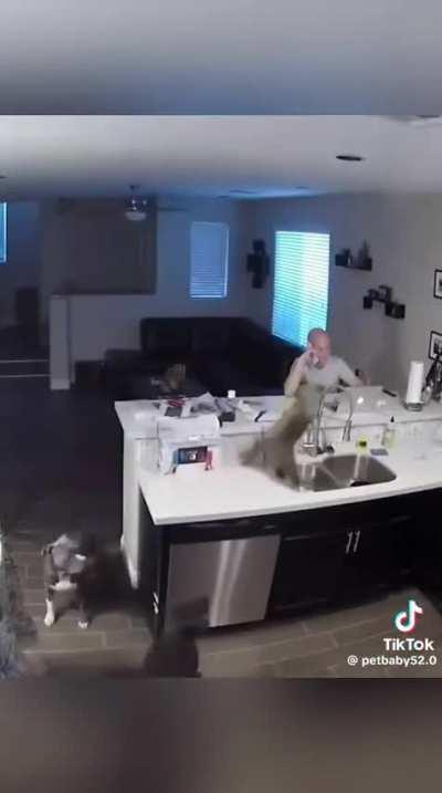 Cats causing abrupt chaos montage