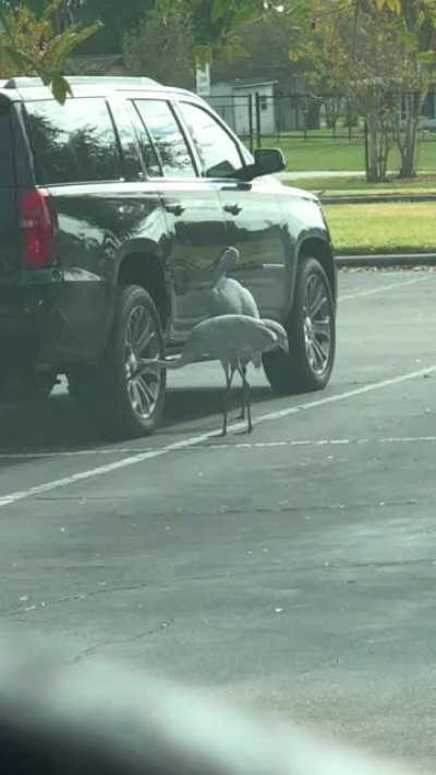 Sanehill cranes fighting their reflections. I chased them off but dang did they scratch his car up