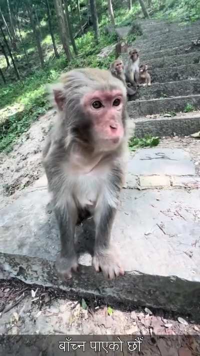 Footage leaked of Red-D-Thor getting paid for removing anti-B*hun and anti-N*war comments.  (Not Clickbait) (3AM challenge) Is freedom of speech gone forever? जनता जान्न चाहान्छन् #News #NepalSocial😮😮😮