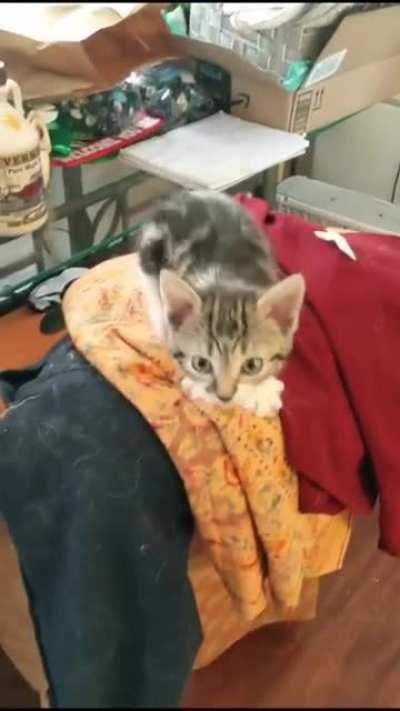 The longest meow of all time