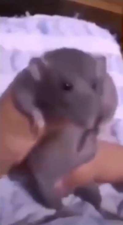 Rat