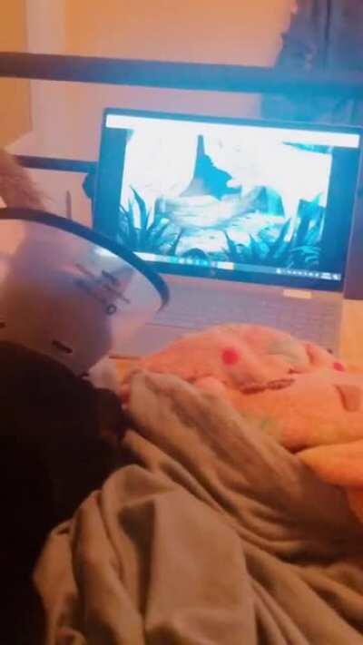 Cat complains without his favorite movie