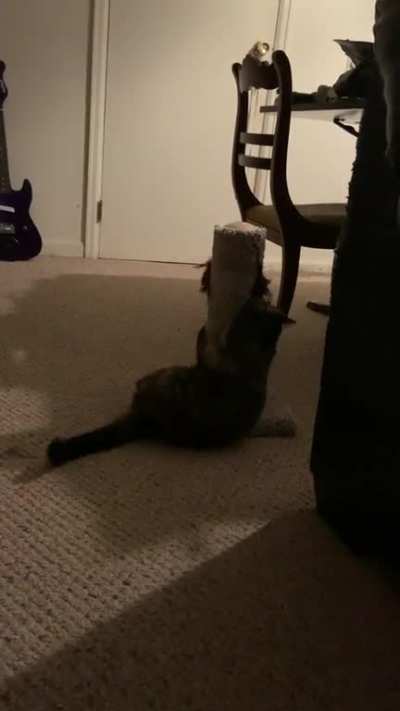 My cat and her new scratcher