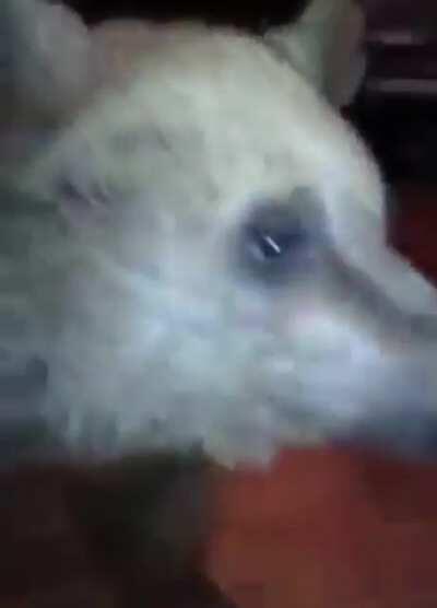 Hi there, Neighbor may I borrow a sprig of berries?