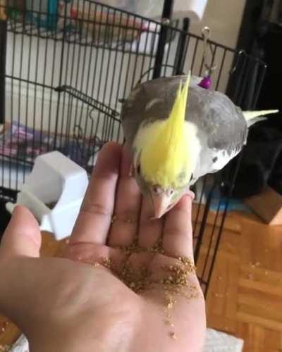 Mango is eating in style this morning with musical accompaniment