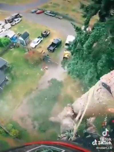 A maniac climbing and cutting a tree