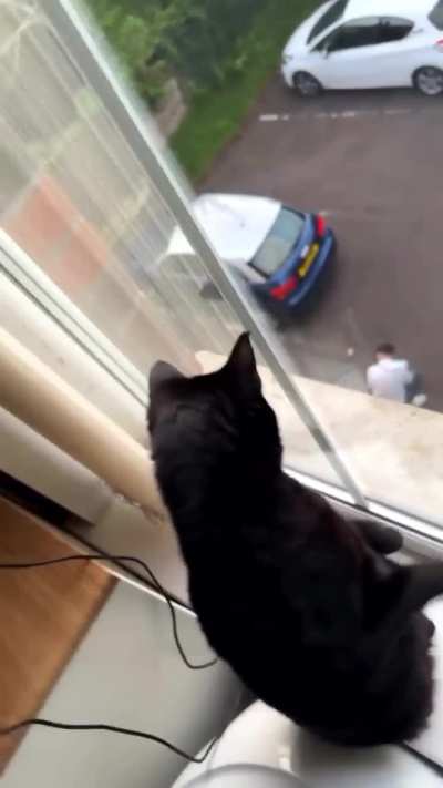 The paw to the window