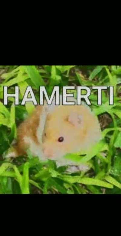 Compra um hamerti