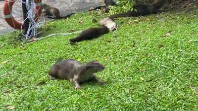 Otters on the grass at Botanic Gardens today