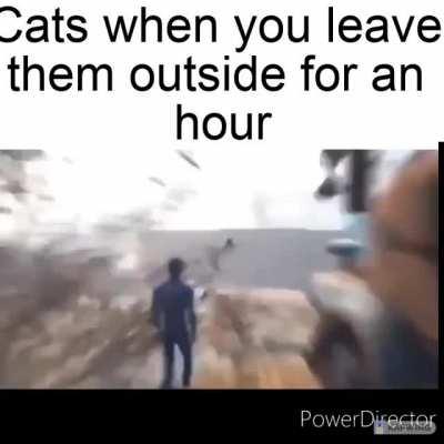 Cats