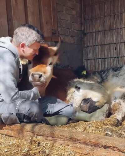 Caretaker hanging out with the cows at Lebenshof Odenwald animal sanctuary