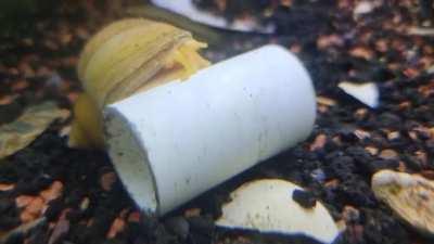 Like corn on the cob