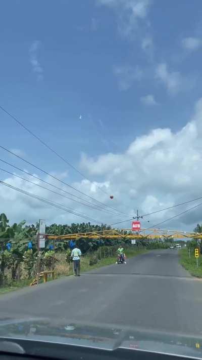 This is how bananas cross the road in Costa Rica