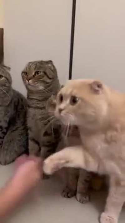 different personalities and moods..