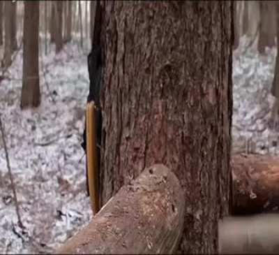 Man builds a house in the middle of the forest
