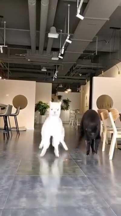 Like Bambi on the frozen lake