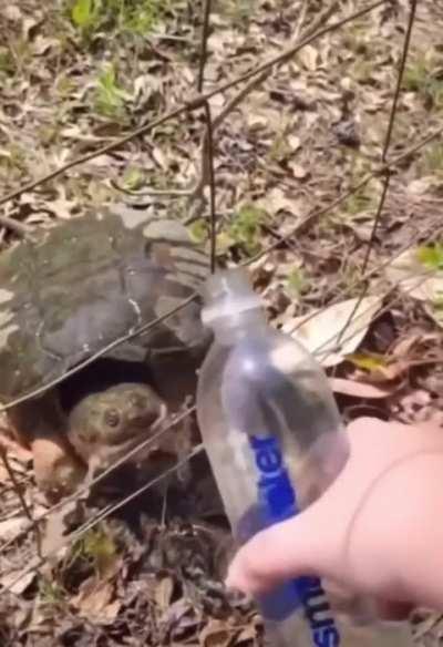 Thirsty little turtle
