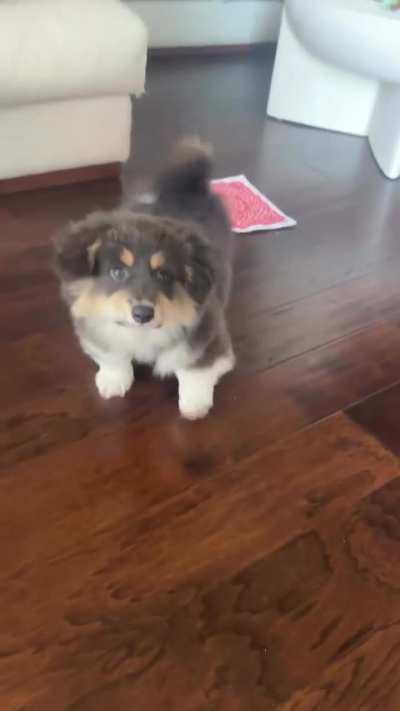 source: fluffypacino on Instagram