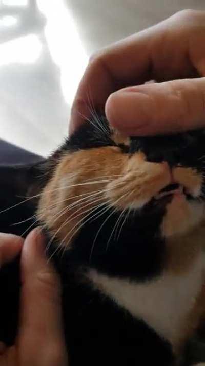 Our kitten absolutely loves nose rubs