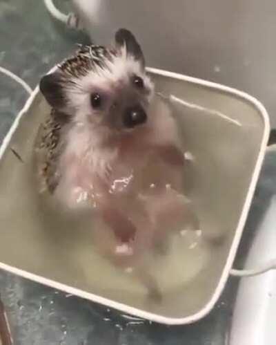 Hog in the tub