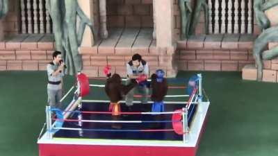 Wtf dario y orslok pegandose???