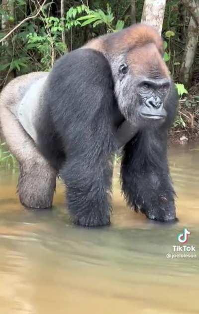 Massive Silverback in the Congo