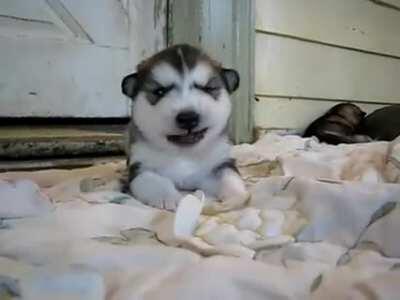 Puppy Huskey tantrum