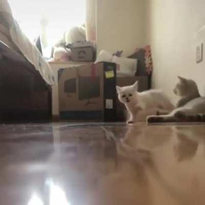 illegal kitty on the run