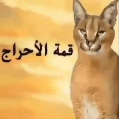 Floppa in Arabia 😱😱😱😱