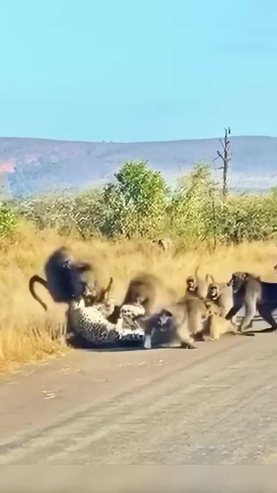 Baboons teach leopard a lesson in respect