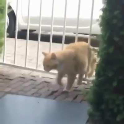 Nooooo, its the gate's fault