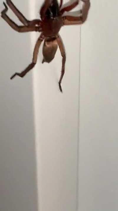 Hi guys, any idea on what species this is?