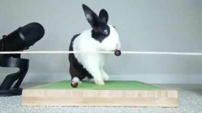 Eating a grape on a rope