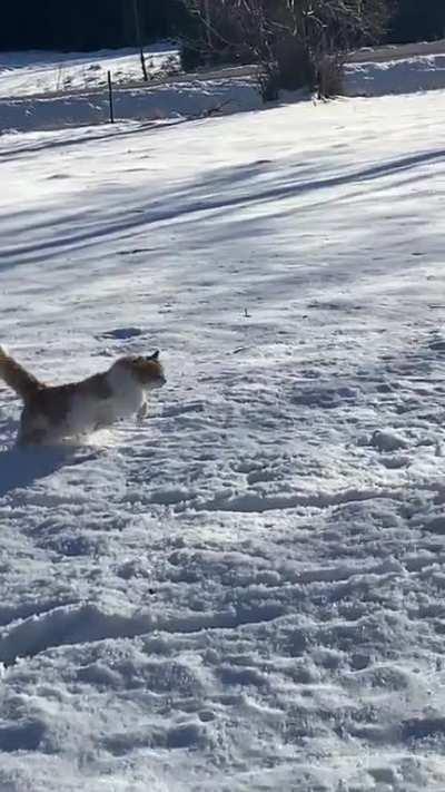 Snow-hop zoomies