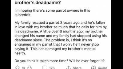 ULTRA MEGA CHAD MIDDLE EASTERN PARROT 😲😲😲😲😲