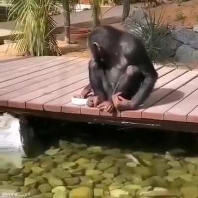 Nothing special, just a chimp feeding fish.