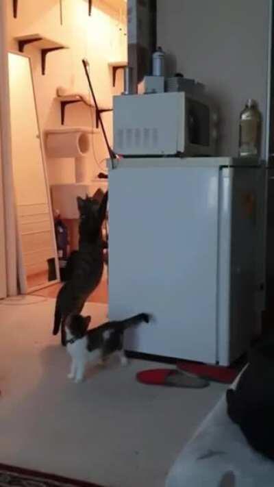 Cat takes down stuck toy so kitten can continue playing with it