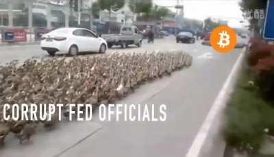 Federal refugees flee for asylum